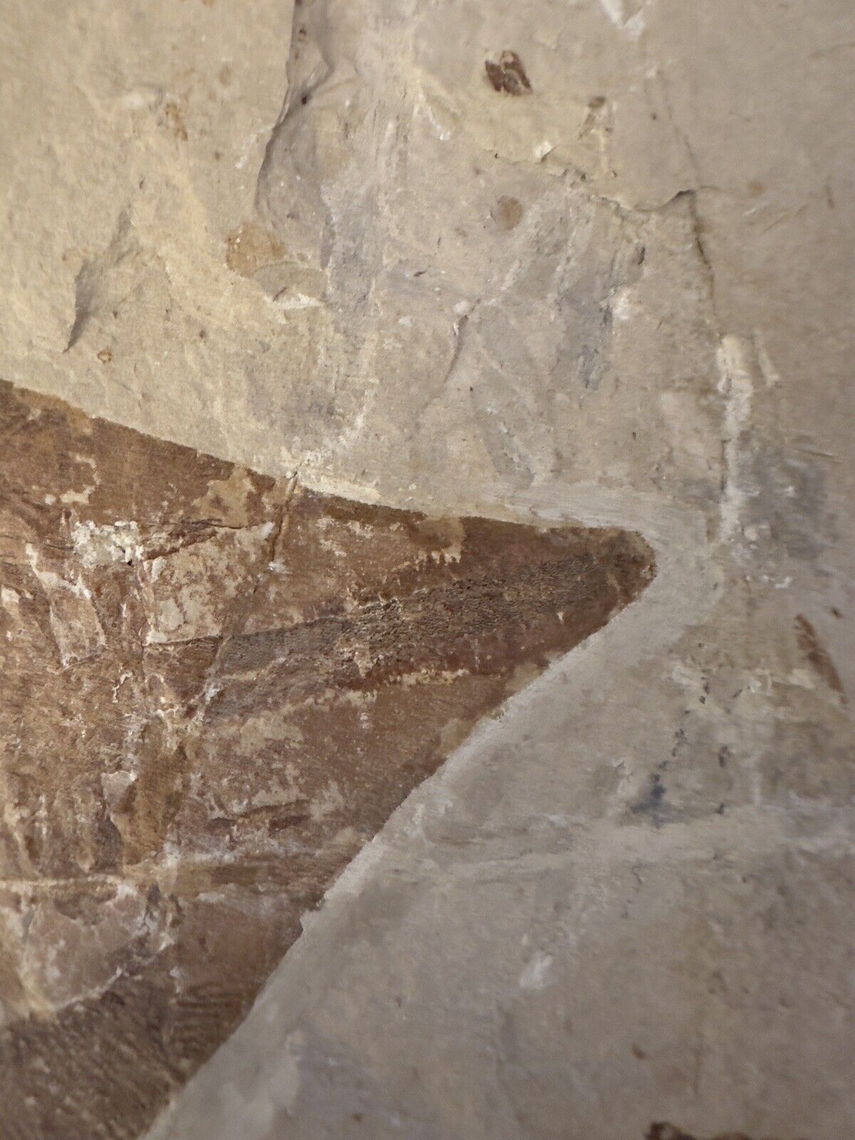 Lebanon Fossil, Rhinobatos Maronita From Haqil, Cretaceous 100 Million Years. Без бренда - фотография #6