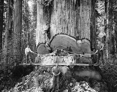 Redwood Sequoia Logging Photo Big Logs Giant Tree Cut California  Без бренда