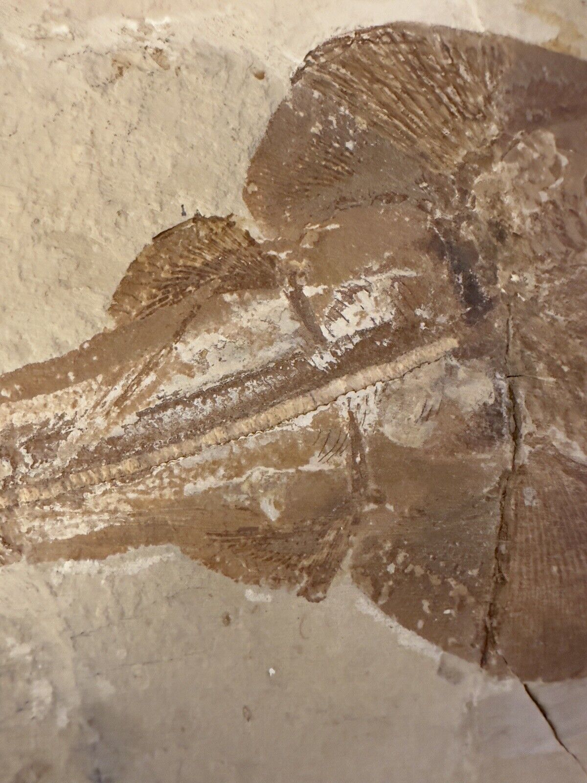 Lebanon Fossil, Rhinobatos Maronita From Haqil, Cretaceous 100 Million Years. Без бренда - фотография #9