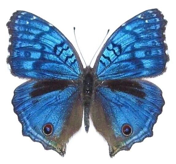 Precis rhadama blue buckeye male butterfly Africa unmounted wings closed Без бренда