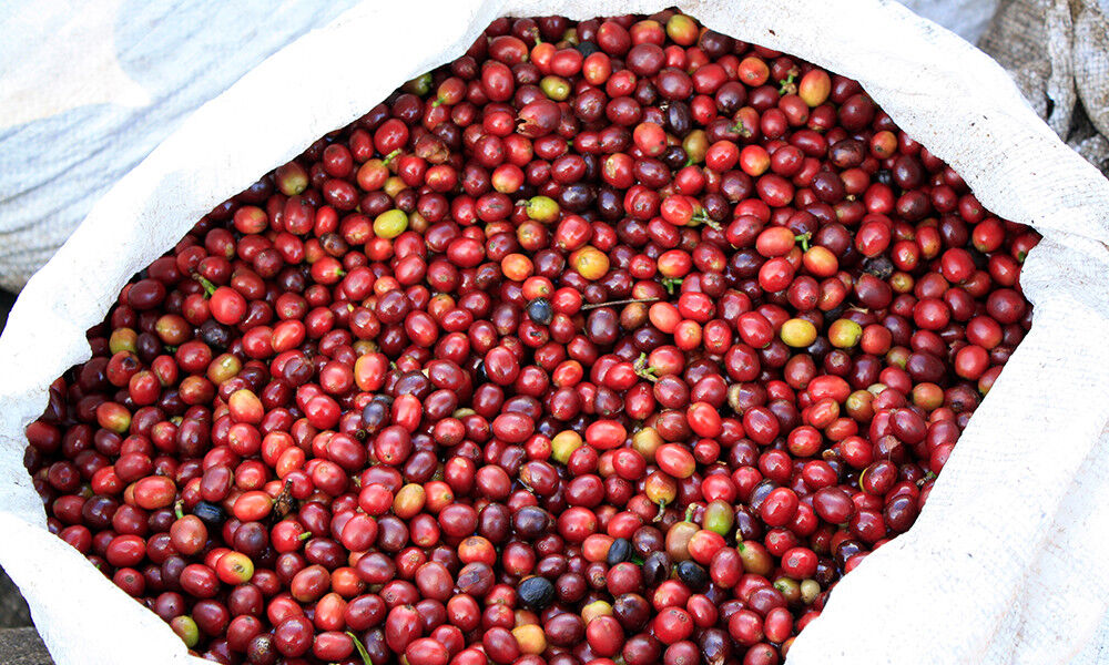 100% Kona Hawaiian Arabica Coffee Beans Medium Roasted 1 Or 2 Units 1 Pound Bag Kona Coffee Beans - фотография #9