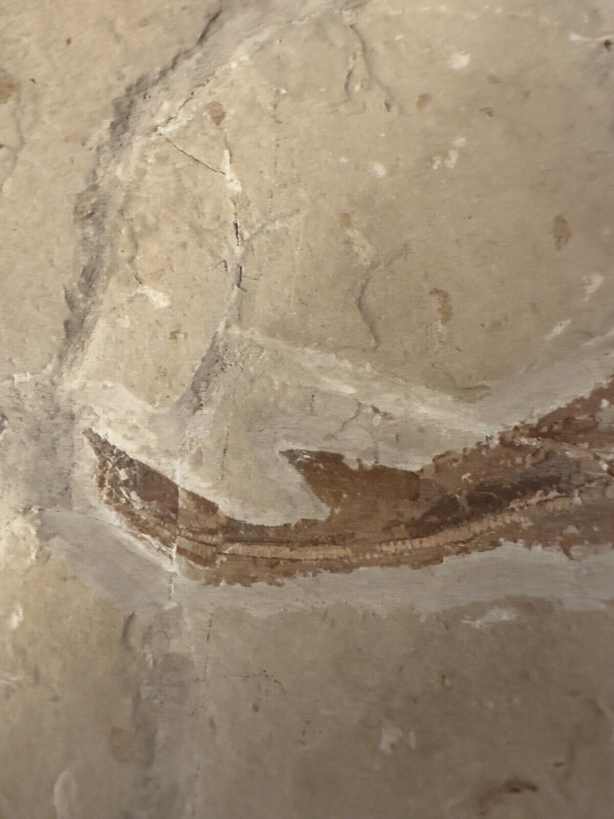 Lebanon Fossil, Rhinobatos Maronita From Haqil, Cretaceous 100 Million Years. Без бренда - фотография #11