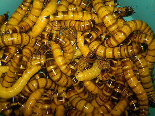 1000 Live Superworms Free Shipping Bassett's Cricket Ranch
