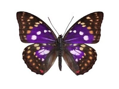Sasakia charonda ONE REAL BUTTERFLY PURPLE CHINA UNMOUNTED WINGS CLOSED Без бренда