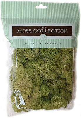 3 Pack Quality Growers Preserved Reindeer Moss 108.5 Cubic Inches-Spring Green Q Quality Growers
