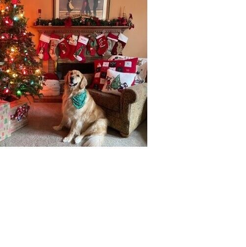 Disney Pottery Barn Holiday Christmas stocking dog gift party school star pet , Pottery Barn - фотография #3