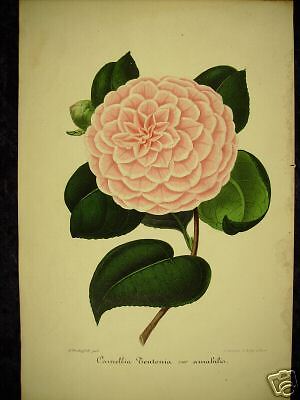 Camellia Teutonia var Amabilis - Verschaffelt 1852-59 Без бренда