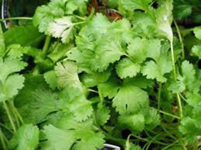 CILANTRO SEED, SLOW BOLT, HEIRLOOM,  25+ SEEDS, NON GMO, GREAT HERB/SPICE Country Creek