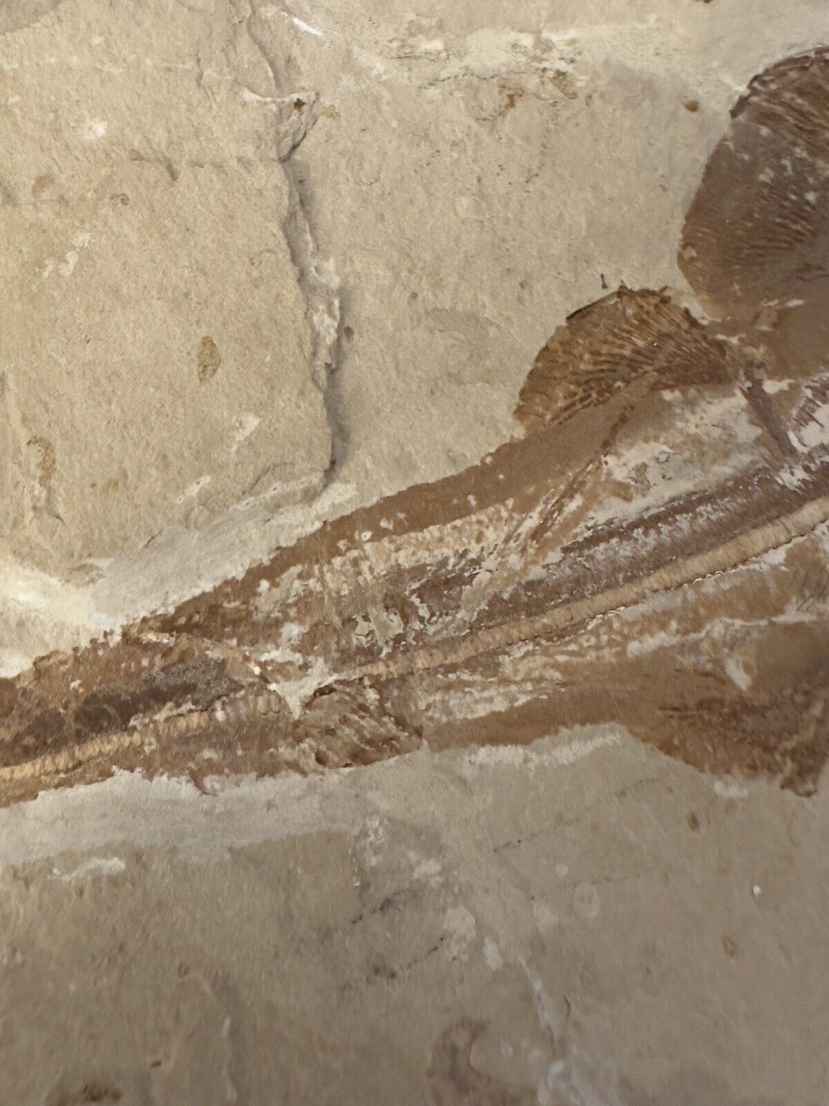 Lebanon Fossil, Rhinobatos Maronita From Haqil, Cretaceous 100 Million Years. Без бренда - фотография #10
