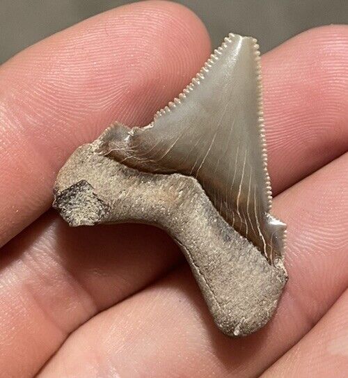 Gem Quality Juvenile Angustidens Shark Tooth (Super Shiny) Без бренда - фотография #3