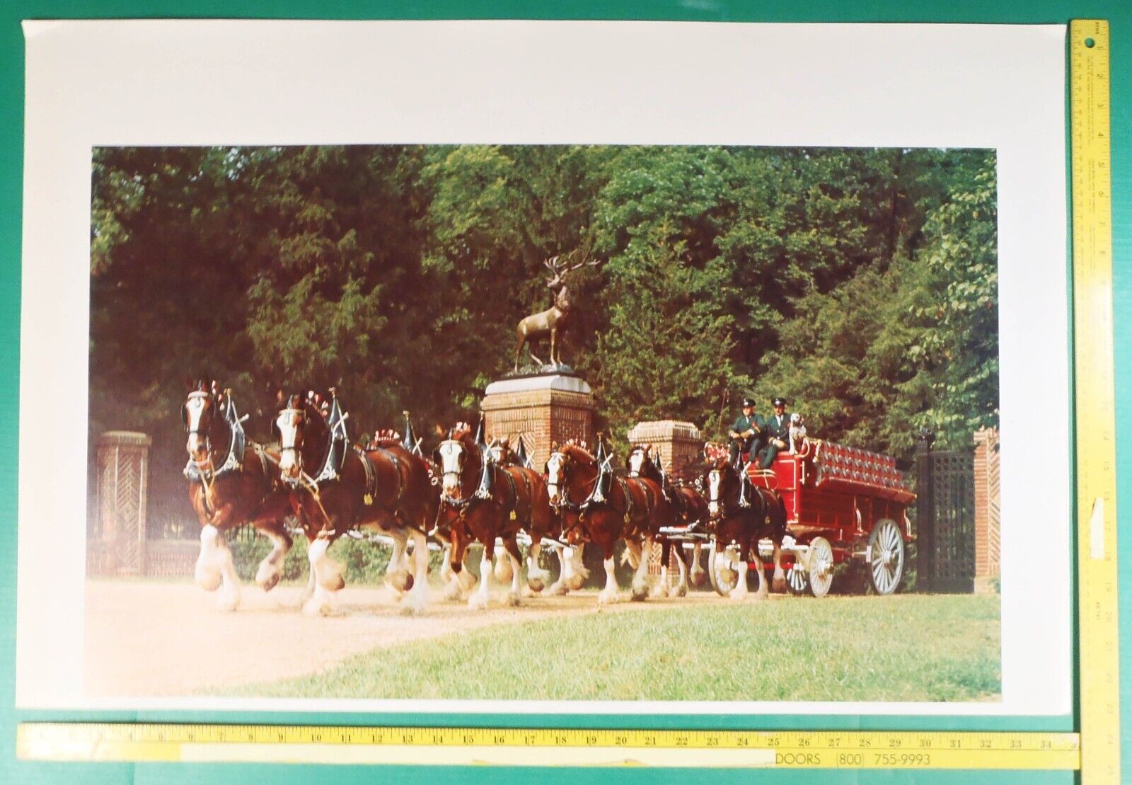 1970s 35x23 UNTRIMMED Photo of BUDWEISER Beer Wagon w/ Dalmatians & Clydesdales Budweiser
