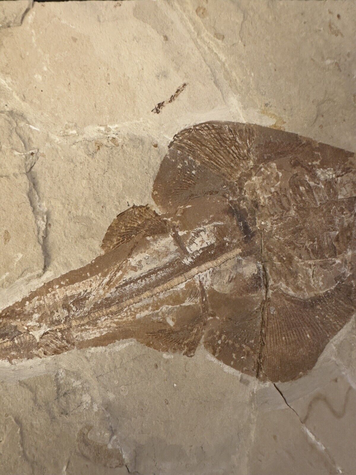 Lebanon Fossil, Rhinobatos Maronita From Haqil, Cretaceous 100 Million Years. Без бренда - фотография #4
