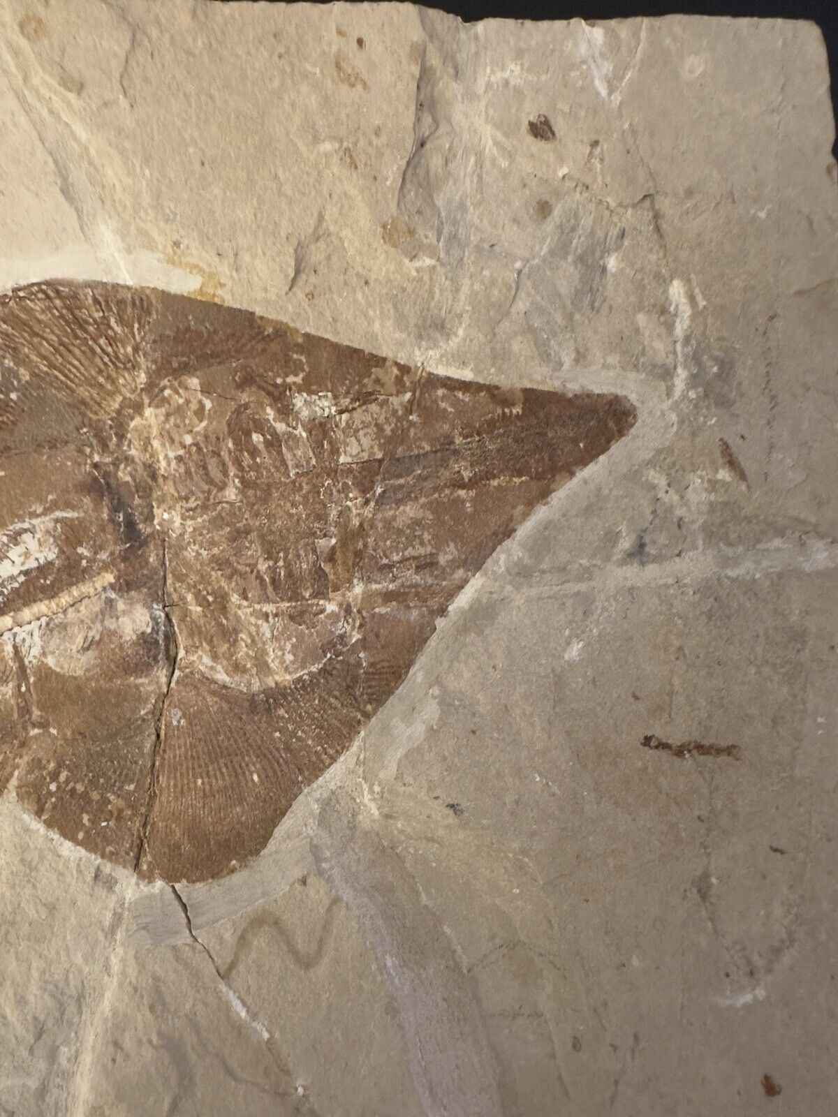 Lebanon Fossil, Rhinobatos Maronita From Haqil, Cretaceous 100 Million Years. Без бренда - фотография #3