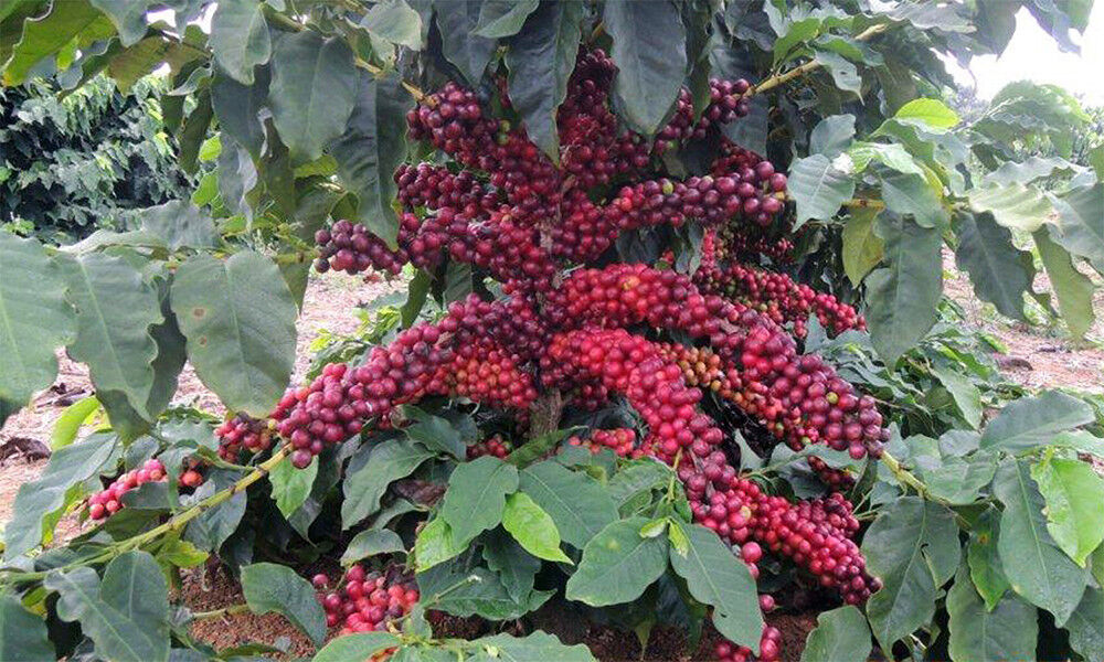 100% Kona Hawaiian Arabica Coffee Beans Medium Roasted 1 Or 2 Units 1 Pound Bag Kona Coffee Beans - фотография #8