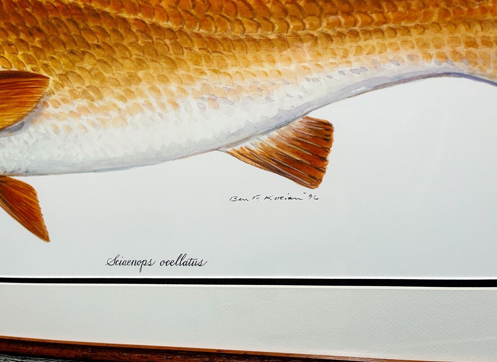 Ben Kocian Redfish - Texas Sea Center Poster Art Classic Mint - Brand New Frame Без бренда - фотография #4