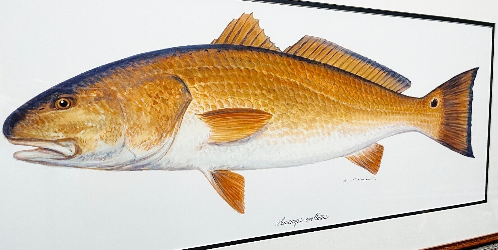 Ben Kocian Redfish - Texas Sea Center Poster Art Classic Mint - Brand New Frame Без бренда - фотография #3