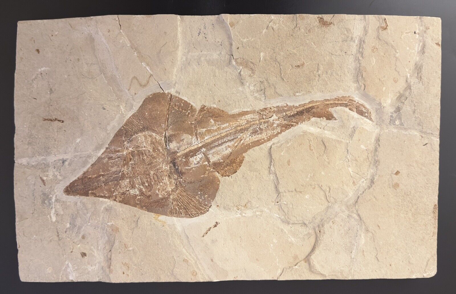 Lebanon Fossil, Rhinobatos Maronita From Haqil, Cretaceous 100 Million Years. Без бренда - фотография #12