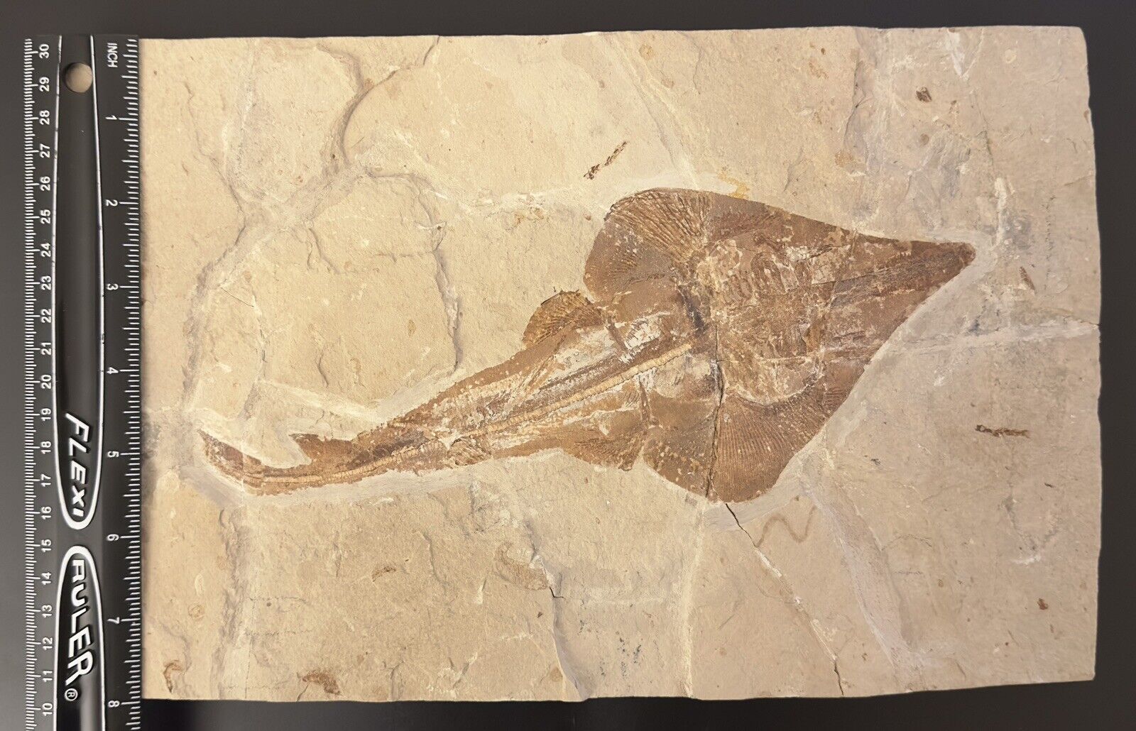 Lebanon Fossil, Rhinobatos Maronita From Haqil, Cretaceous 100 Million Years. Без бренда - фотография #2