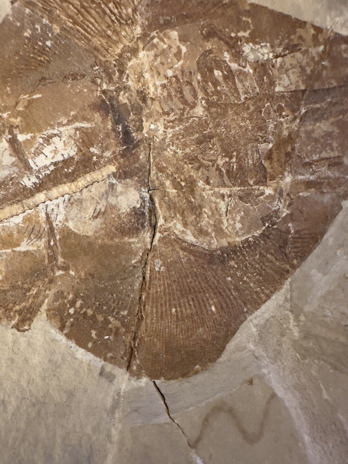 Lebanon Fossil, Rhinobatos Maronita From Haqil, Cretaceous 100 Million Years. Без бренда - фотография #8