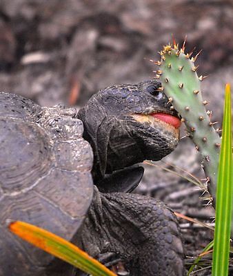  6 Spineless Cactus Food Pads | Organic! Tortoise Turtle Iguana Nopales Opuntia Texas Prickly Pears