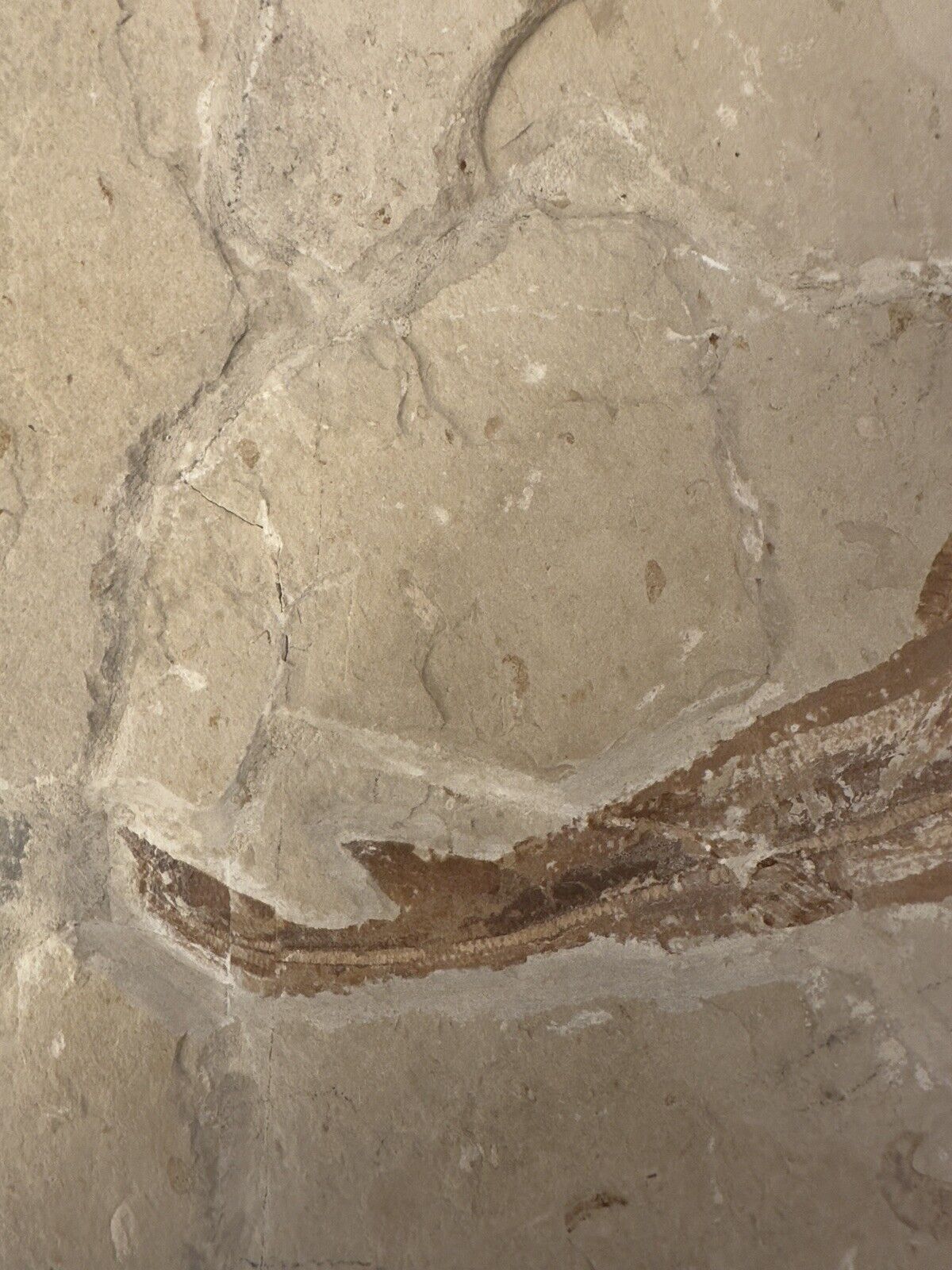 Lebanon Fossil, Rhinobatos Maronita From Haqil, Cretaceous 100 Million Years. Без бренда - фотография #5