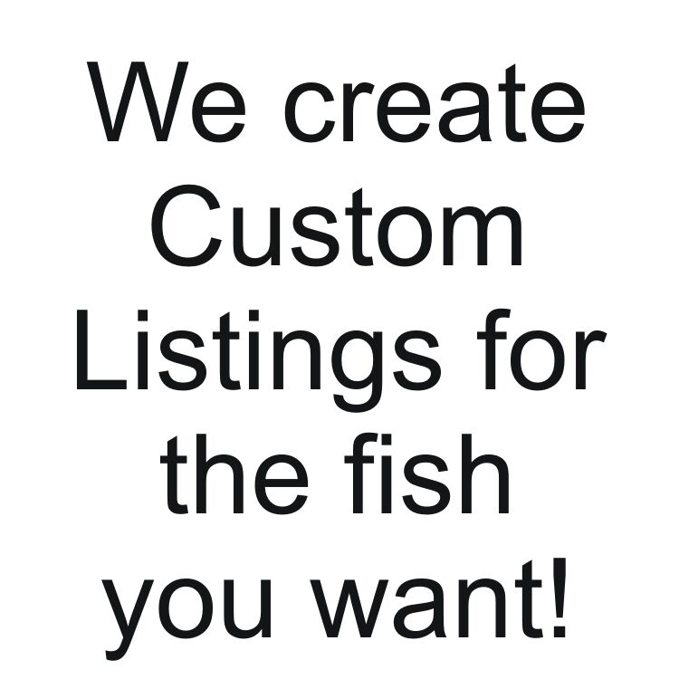 A special listing for another African Cichlid lover,  rockit Без бренда
