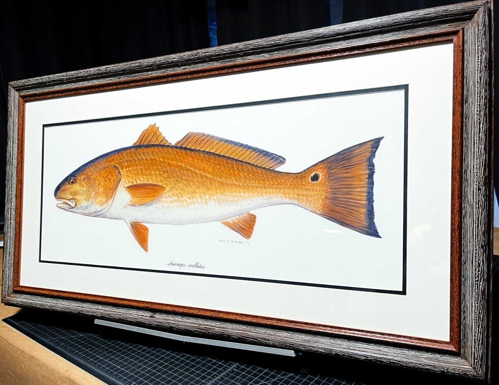 Ben Kocian Redfish - Texas Sea Center Poster Art Classic Mint - Brand New Frame Без бренда