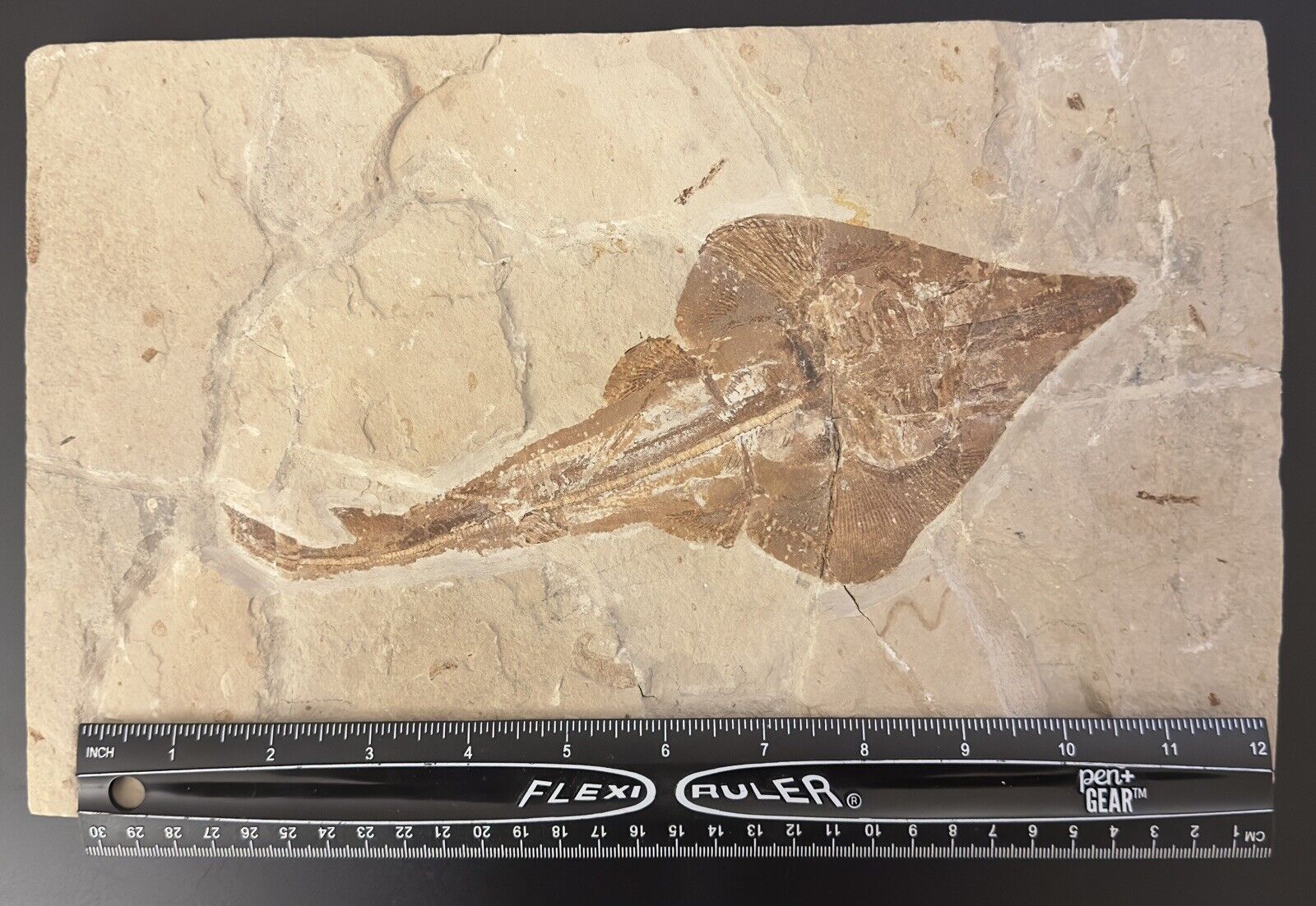 Lebanon Fossil, Rhinobatos Maronita From Haqil, Cretaceous 100 Million Years. Без бренда