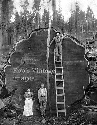 Vintage Redwood Sequoia Logging Photo Big Logs People & Man on Ladder California Без бренда