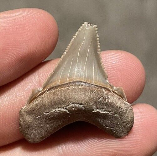Gem Quality Juvenile Angustidens Shark Tooth (Super Shiny) Без бренда - фотография #2