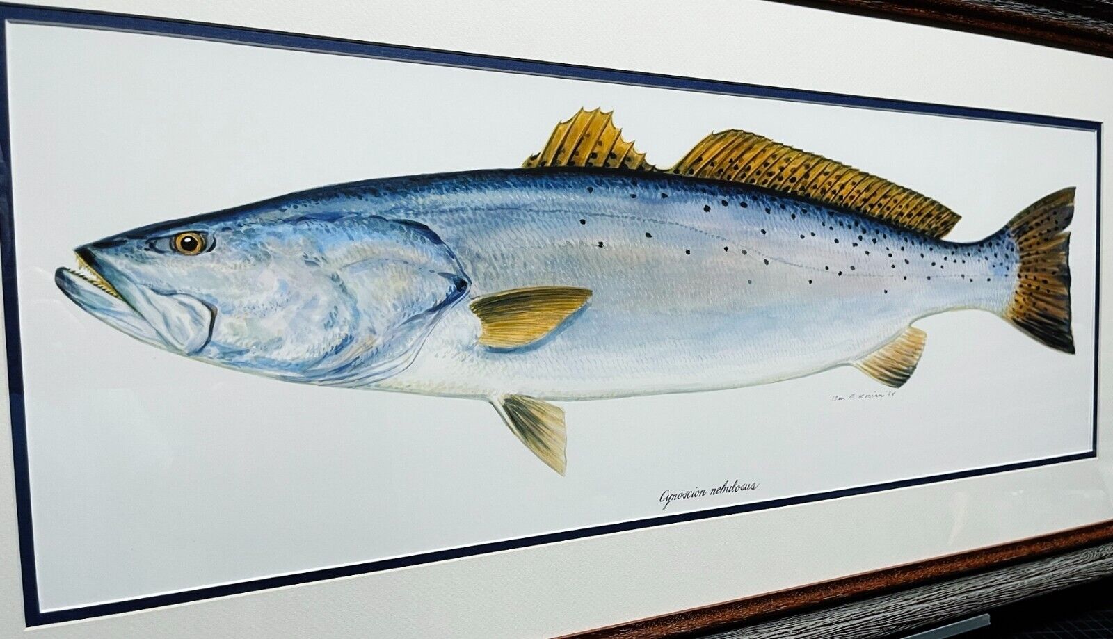 Ben Kocian Speckled Trout - Texas Sea Center Poster Art Mint - Brand New Frame Без бренда - фотография #2