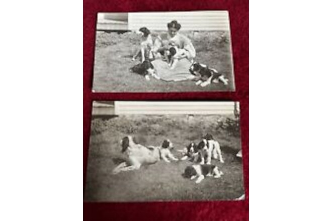 Vintage RPPC Hunting Dogs Pups And Lady