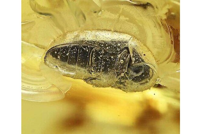 Detailed Ptinidae (Spider Beetle), Fossil Inclusion in Baltic Amber
