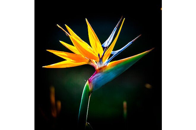 Fresh Cut Flowers Bird Of Paradise imported from CostaRica