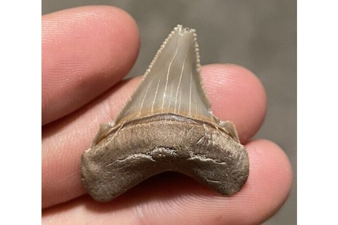 Gem Quality Juvenile Angustidens Shark Tooth (Super Shiny)