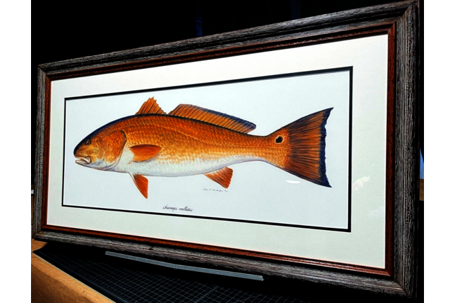 Ben Kocian Redfish - Texas Sea Center Poster Art Classic Mint - Brand New Frame