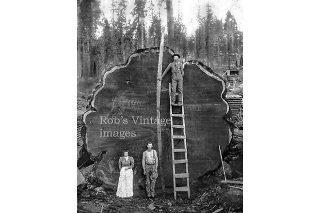 Vintage Redwood Sequoia Logging Photo Big Logs People & Man on Ladder California