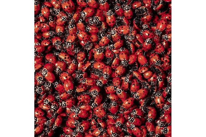 1000 Live Ladybugs Natural Organic Garden Lady Bug Pest Control Eats Aphids Bugs