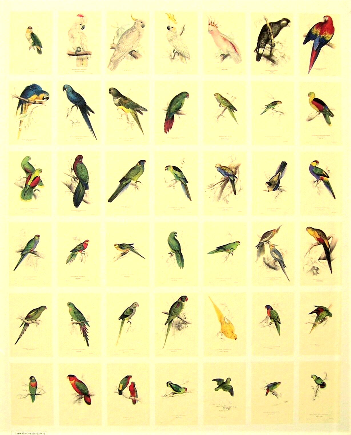 42 Lear Parrot Prints; The Complete Set Directly From His Original 1832 Folio Без бренда - фотография #21