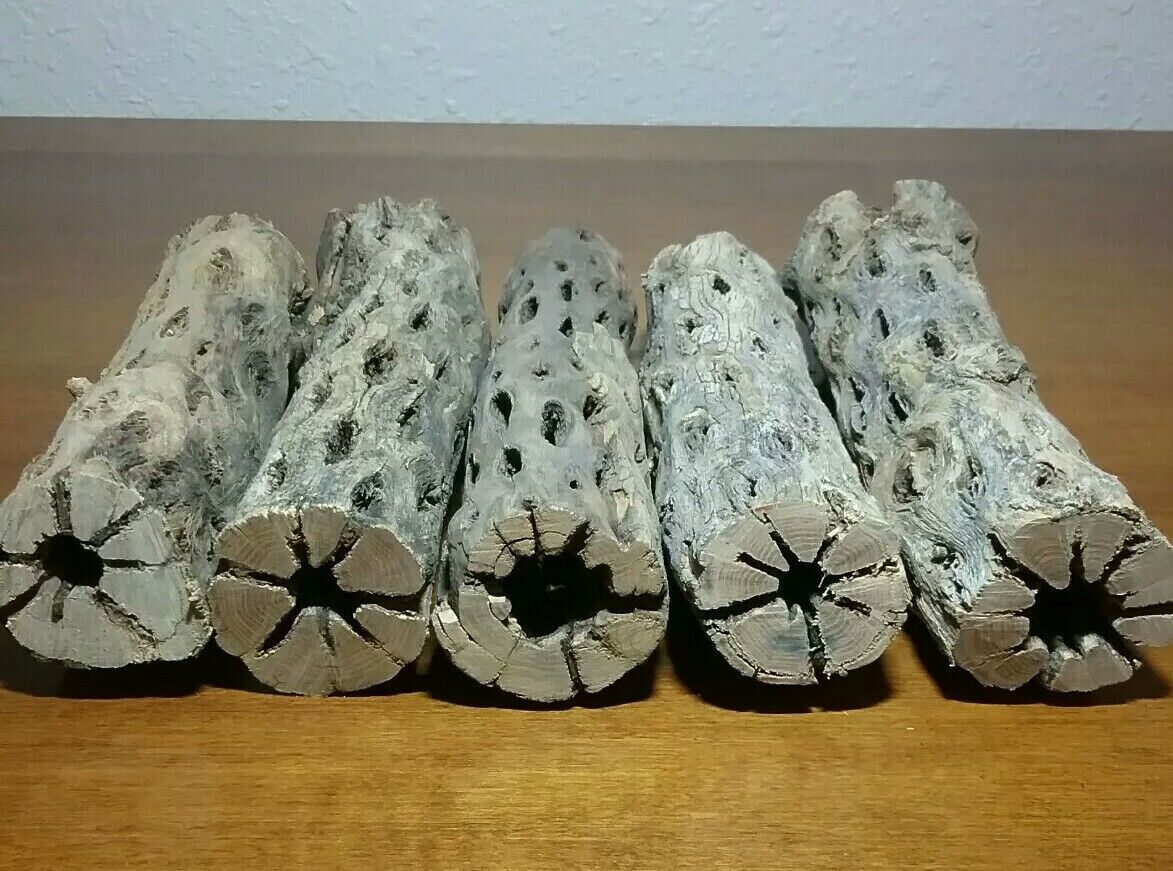 5 THICK pieces of 6" inch CHOLLA Wood Cactus | Fish, Shrimp Aquarium | Crafts! ephinCHOLLA - фотография #5