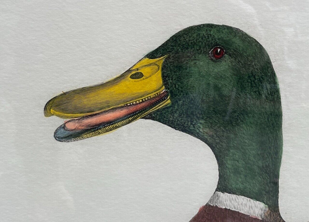 Prideaux John Selby "Common Wild Duck, Male" Hand-Colored Copper Engraving Без бренда - фотография #5