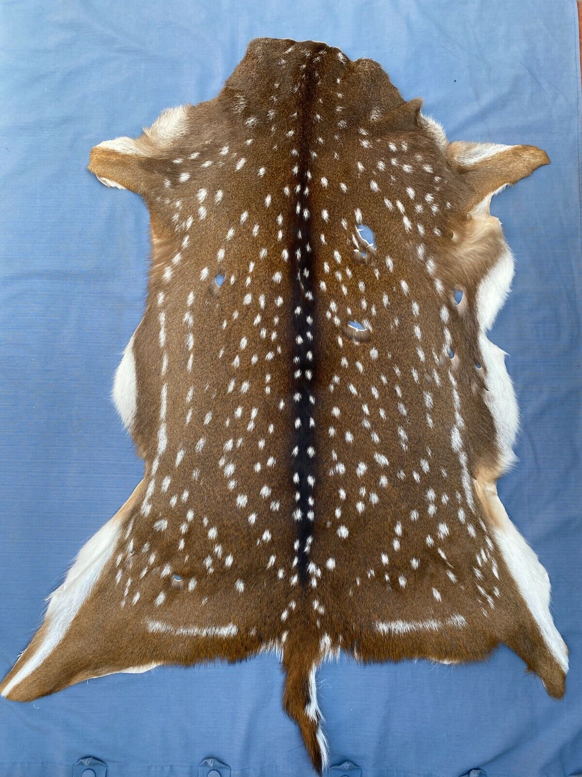 Axis Deer Chital Hides - 10 Pieces Lot #003 Axis Axis Does Not Apply - фотография #10
