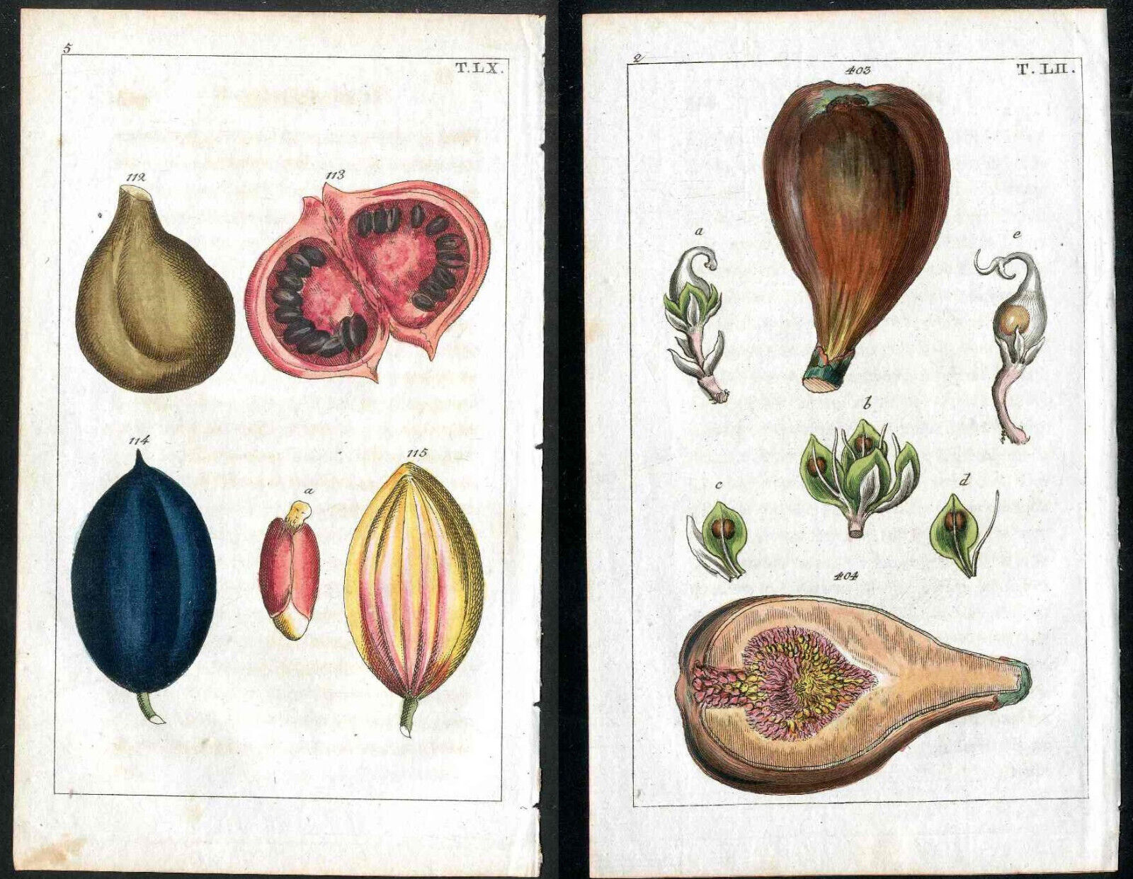 1799 Gottlieb Tobias Wilhelm Original Antique Engraving Fruit Figs, 2 Prints Без бренда
