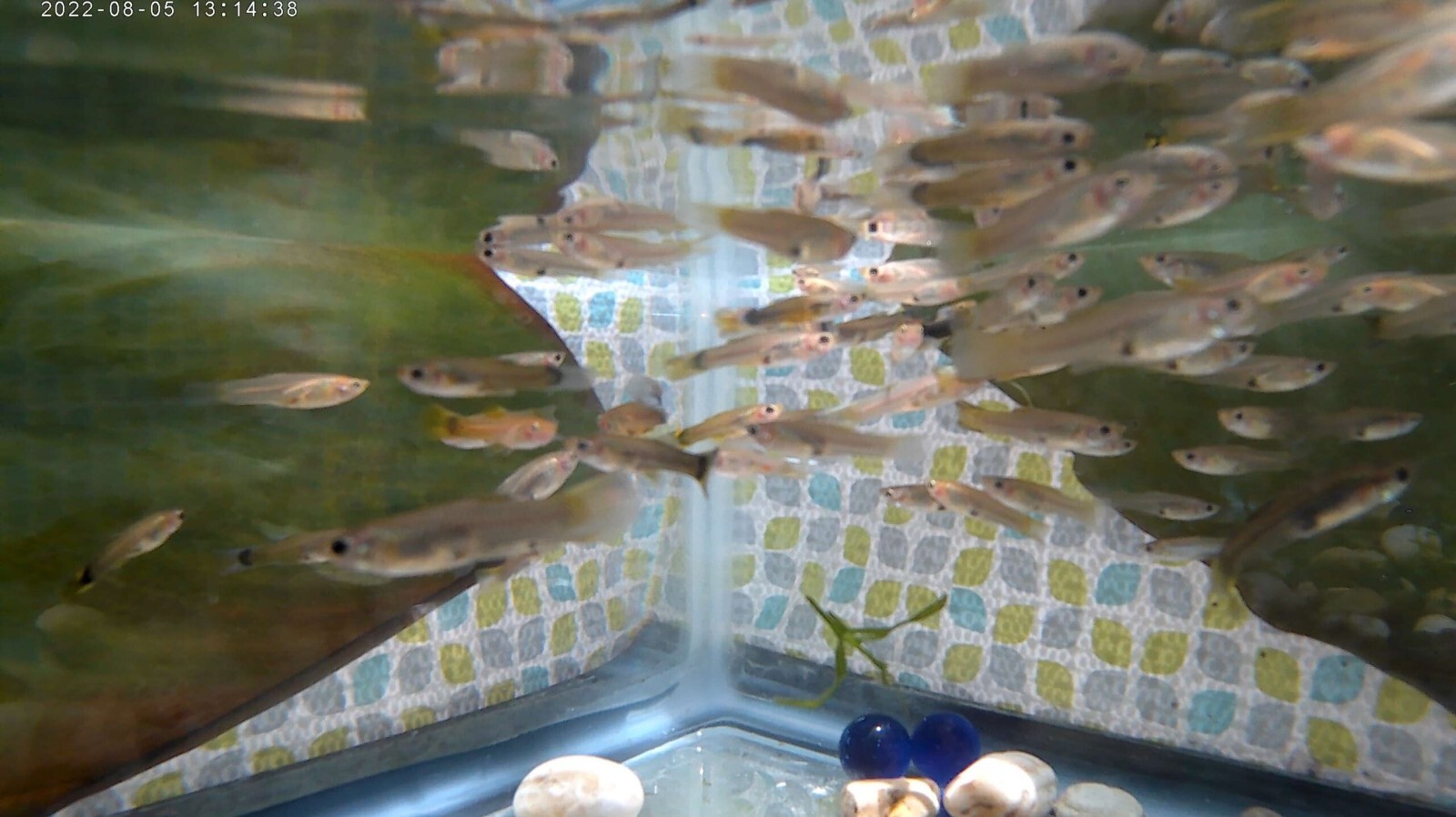 20pk Juvenile Female Guppies MP #020 (FREE SHIPPING) 20PK LITTLE LADIES 20pk Без бренда - фотография #6