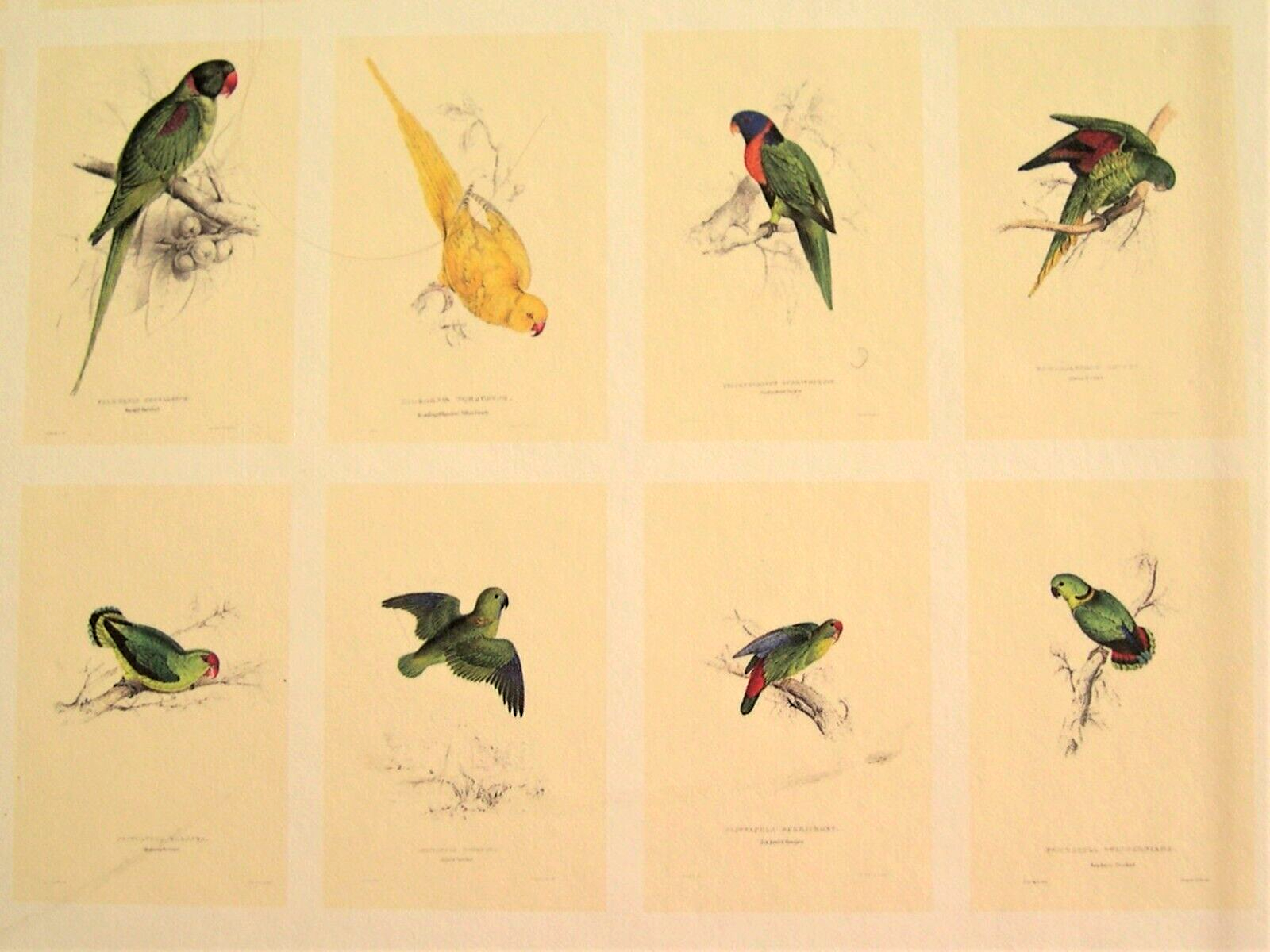 42 Lear Parrot Prints; The Complete Set Directly From His Original 1832 Folio Без бренда - фотография #8
