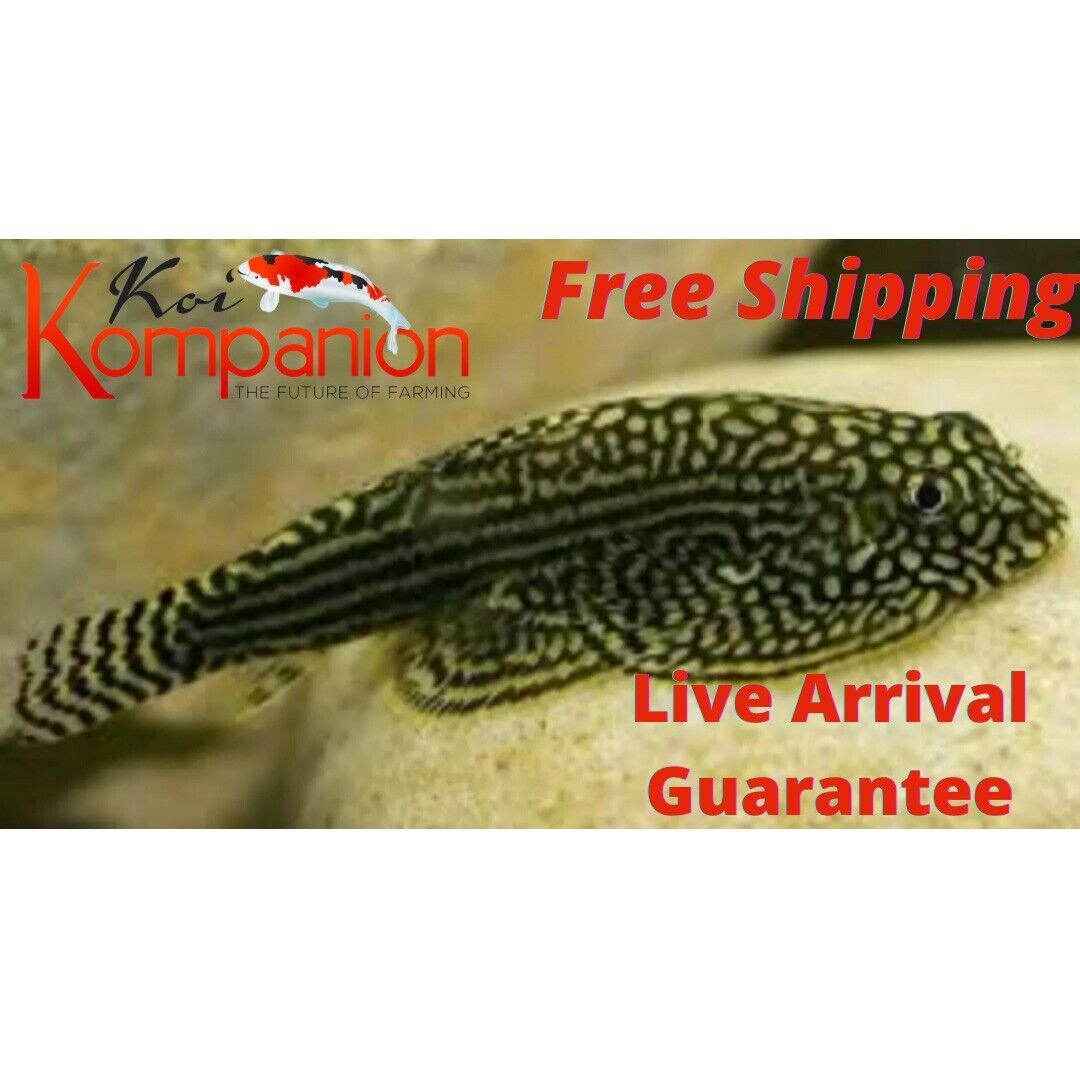 3/6/12X Hillstream Loach Aquarium Koi Kompanion Free Overnight Shipping Без бренда