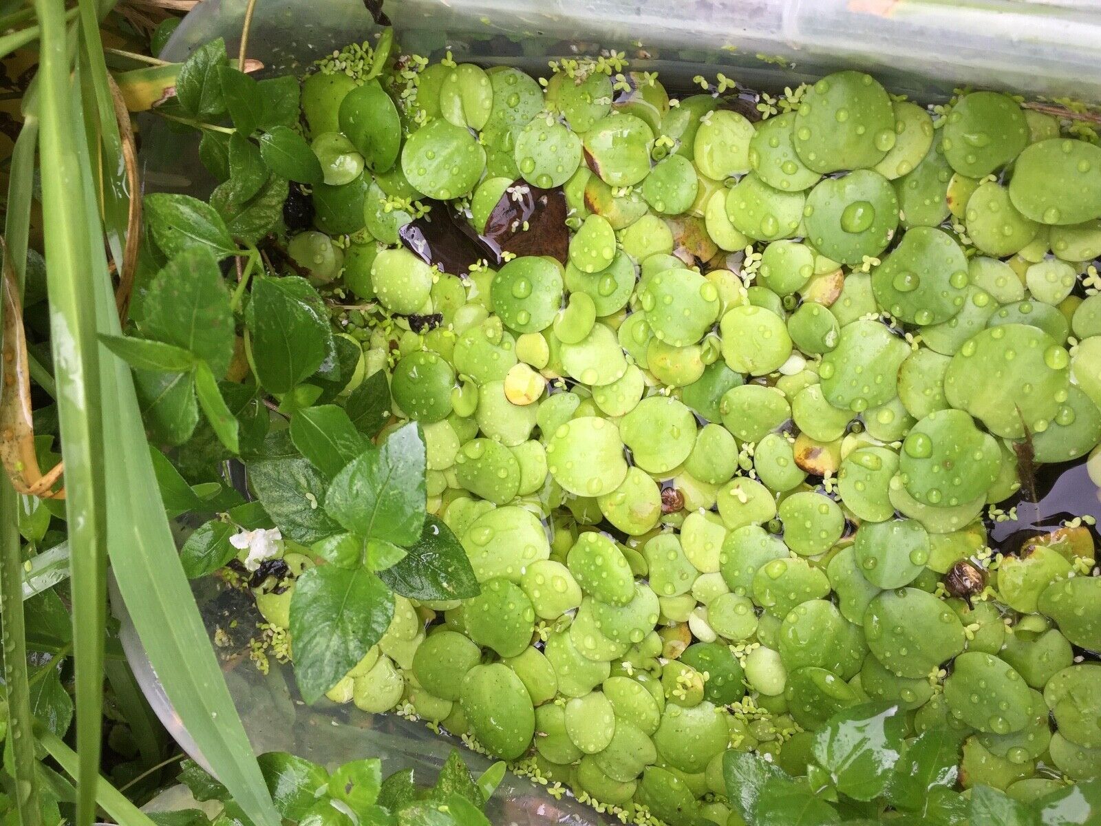 5 outdoor grown small Amazon frogbit(Limnobium laevigatum)Aquatic/Floating plant Без бренда - фотография #5