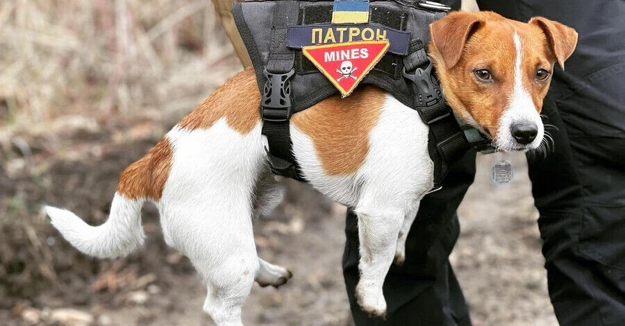 5 Sheets Stickers Patron Bomb-Sniffing & Minesweeping Dog Stamps Ukraine 2022 Без бренда - фотография #8