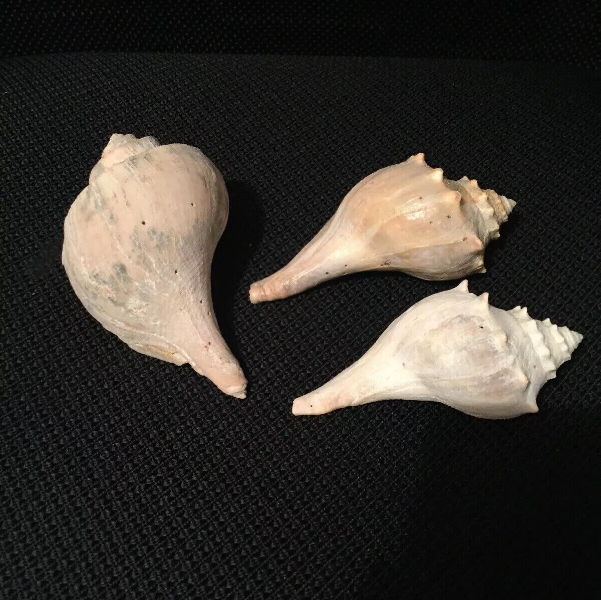 Lot of 3 Medium Queen Conch Sea Shells 4"- 5" Marine Ocean Seashore Decor Crafts Без бренда - фотография #5