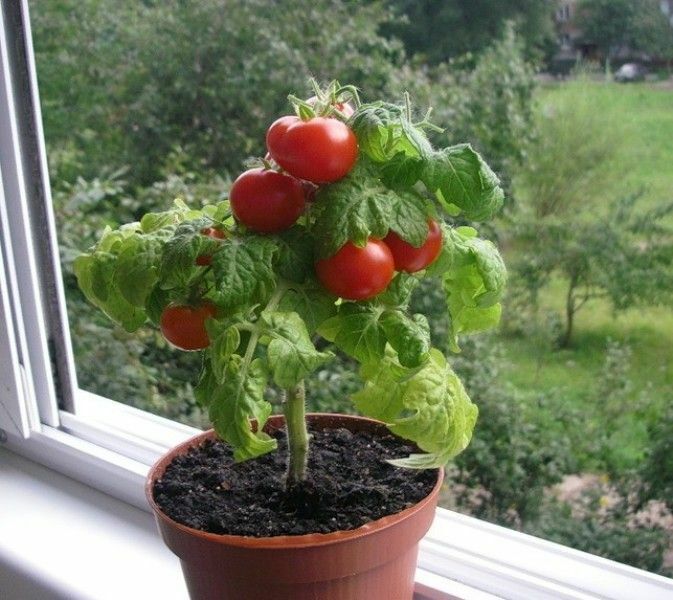 Seeds Tomato Balcony Miracle Red Vegetable Self-pollinating Organic Non GMO Unbranded - фотография #11